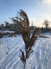 tree in the snow