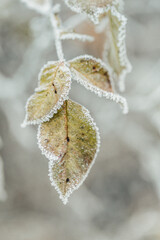 Blatt mit Eiskristallen I Winter I Morgenatau I Frost 