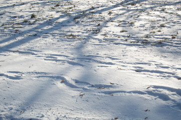 footprints on the morning snow in the forest