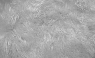 Fur texture in Black and white 