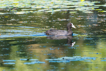 Fulica atra - Eurasian coot