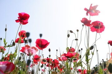 poppies of the sky