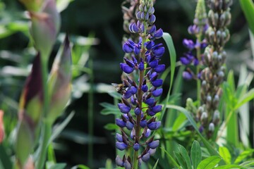 bee on a blue lupine flower