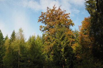 Fototapeta premium herbstliche Buchenkorne 