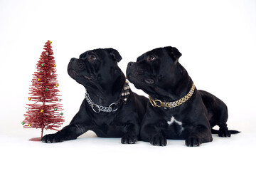 Fototapeta premium Two dogs of staffordshire bull terrier breed, black color, lying down on white background close to red toy new year tree. Pretty faces of a purebred dogs with attentive look, metal collars. Copy space