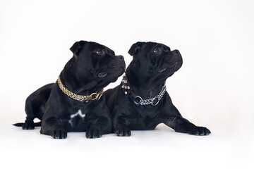 Two dogs of staffordshire bull terrier breed, black color, lying down on white background and looking up. Pretty faces of a purebred dogs, golden and silver metal collars. Copy space.