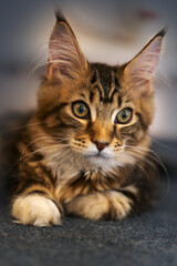 Portrait of little Maine coon kitten lying on gray background. Big and fluffy domestic pet with cute expressive look right to the camera. Tassels on the ears, tabby color. Indoors, copy space.