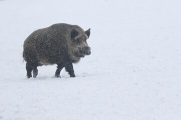 Wild boar in snow during winter time