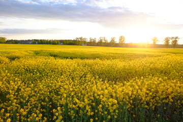 Obraz premium field of yellow rapeseed. Sunset and blue clouds in the sky