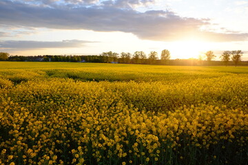 Fototapeta na wymiar field of yellow rapeseed. Sunset and blue clouds in the sky