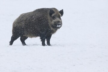 Wild boar in snow during winter time