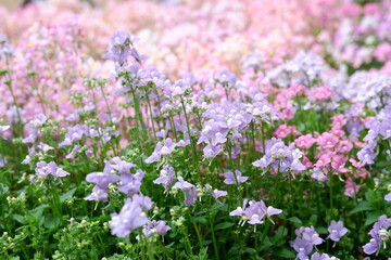 Obraz premium field of flowers