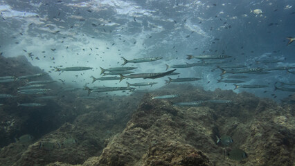 Paisaje submarino con grupo de barracudas (espetos)