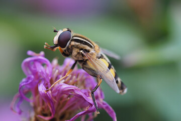  	Große Sumpfschwebfliege