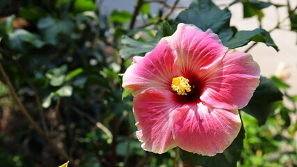 Pink hibiscus flowers in full bloom. Chinese rose (Hibiscus rosa-sinensis) Queen of beautiful tropical flowers in the garden on green plant background with copy space. Selective focus