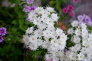 pink and white flowers