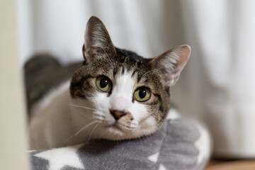 見つめる猫　キジトラ猫