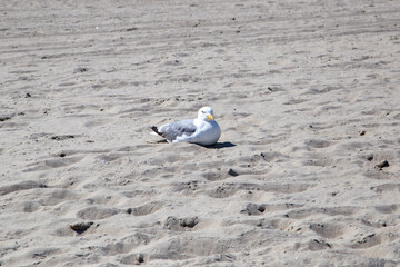 Seagulls lie in wait for food from bathers on the beach at Zempin.