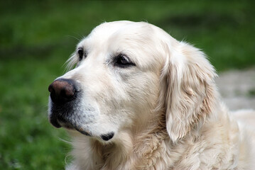 Portrait of a purebred dog Golden Retriever breed