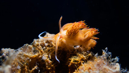 Nudribranquio Godiva de fuego