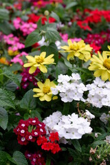 Fototapeta premium red and yellow flowers