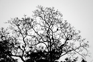 This is a fruiting tree with fruit eating birds perching on it. Dove, pigeons, barbet frequenting this tree in season of fruiting.