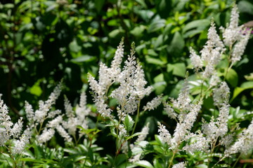 flowers in the forest