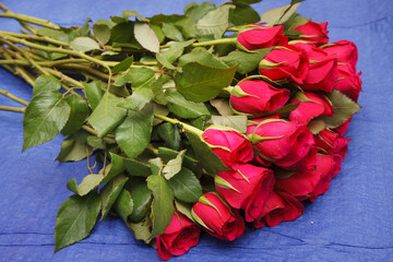 Fototapeta na wymiar many red roses on the blue background