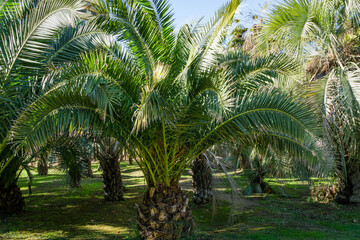 Luxury leaves of beautiful palm tree Canary Island Date Palm (Phoenix canariensis) in city park Sochi. Beautiful exotic landscape for any design. with big and young palms.