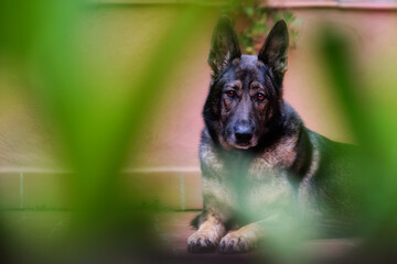 perro pastor aleman belga can adiestramiento canino k9 