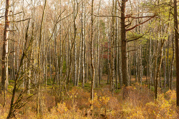 Fototapeta premium Fall colors in a sunny and dense forest.