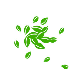 Falling green leaves. Fresh tea neat leaves flying