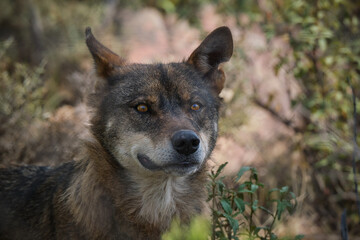 Naklejka na ściany i meble lobo iberico salvaje primer plano animal fauna 
