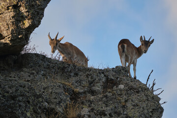 cabra muflon antilope animal salvaje fauna libertad 