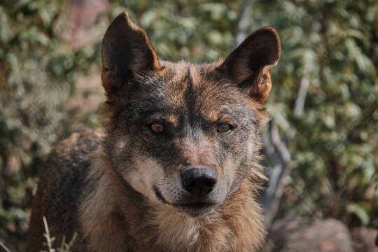 lobo iberico salvaje primer plano animal fauna 