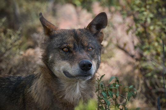lobo iberico salvaje primer plano animal fauna 