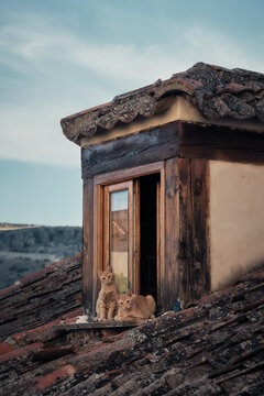 gato gata fotografia retrato animal felino de compa&ntilde;ia en ventana de casa