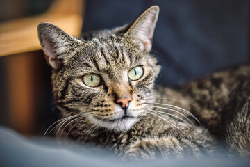 Gray brown tabby cat resting on armchair, looking curiously, closeup detail on his head
