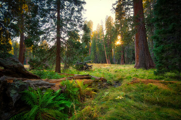 Sunset in the Giant Sequoia Forest, Sequoia National Park, California