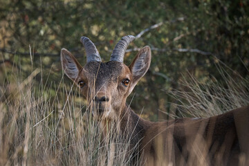 cabra muflon antilope animal salvaje fauna libertad 