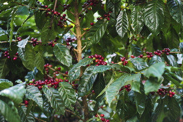 Closeup shot of coffee beans growing in the garden