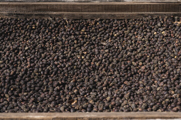 High angle shot of the harvest of freshly collected coffee beans
