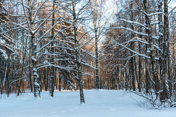 trees in winter