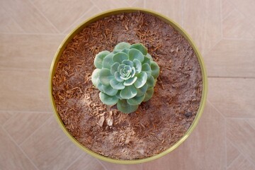 Rose cabbage succulent