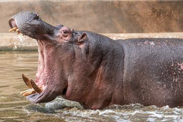 A hippopotamus yawning . Also called the hippo, common hippopotamus or river hippopotamus, this is a large, mostly herbivorous, semiaquatic mammal and ungulate native to sub-Saharan Africa.