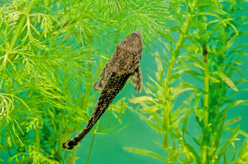 Hypostomus plecostomus
