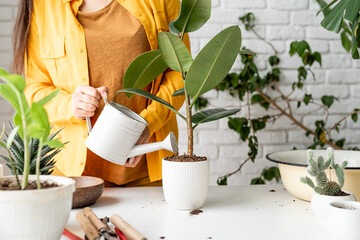 Woman gardener watering a young ficus plant
