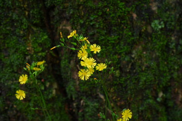 yellow flowers in the woods