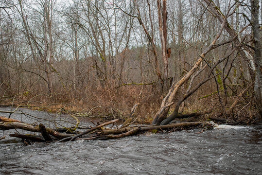 Fallen tree in the middle of the Valgejogi river in Nommeveski, Lahemaa National Park, Estonia (estonian - Valgejõgi, Nõmmeveski). Selective focus.