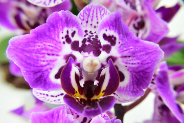 Beautiful spotted miniature moth orchid flower closeup